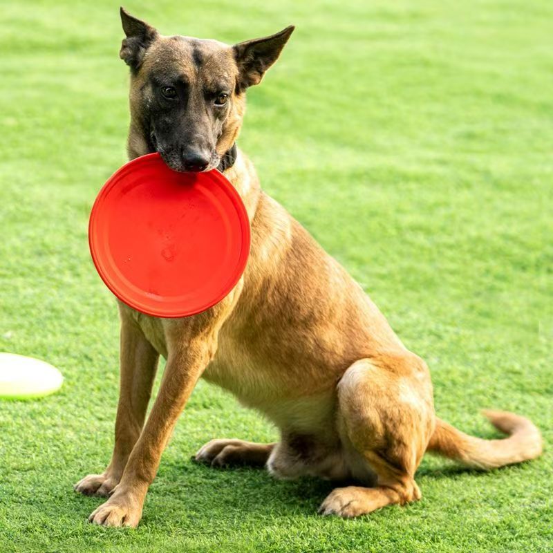 Hard Plastic Dog Frisbee  Paw  - Flying Disc Dog Training Toy review and price